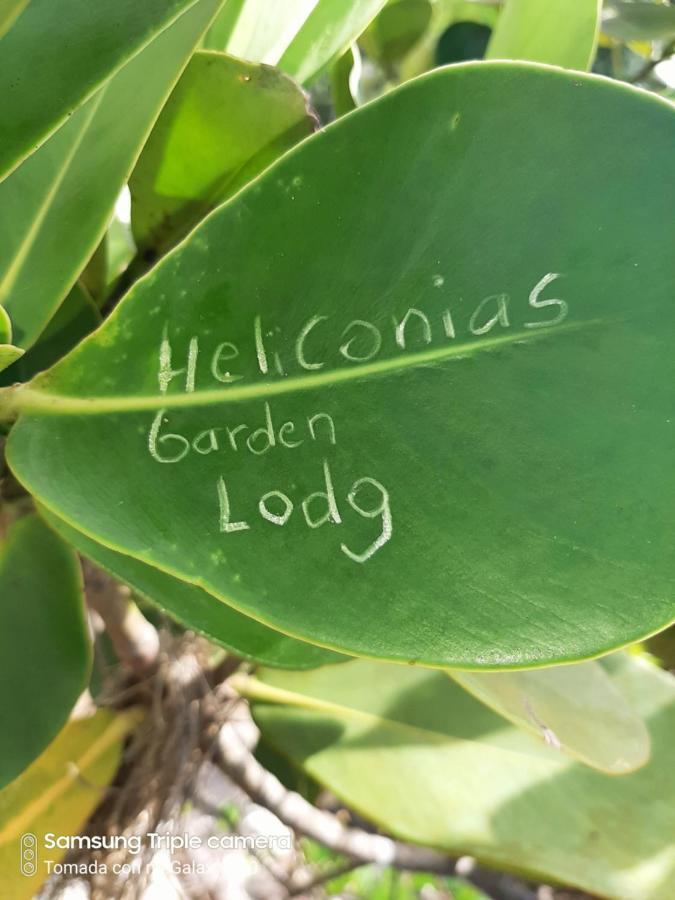 Garden Of Heliconias Lodge Drakes Bay Exterior foto